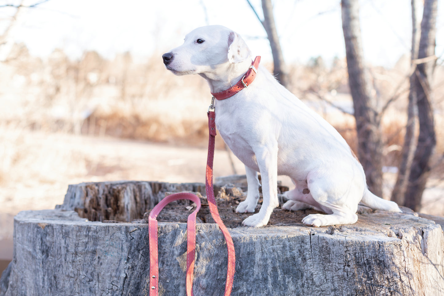 Traditional Coral Reef Leather Dog Collar
