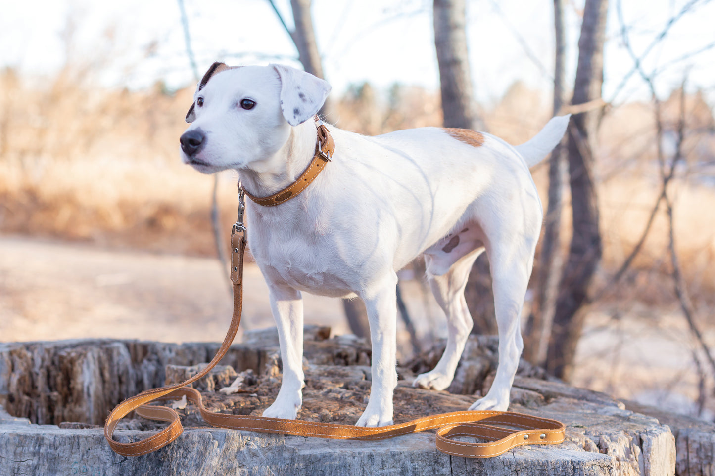 Traditional Khaki Leather Dog Collar