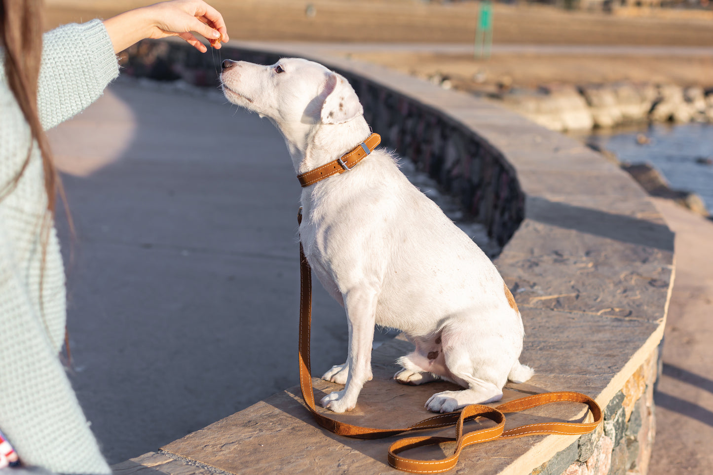 Traditional Earth Brown Leather Dog Collar