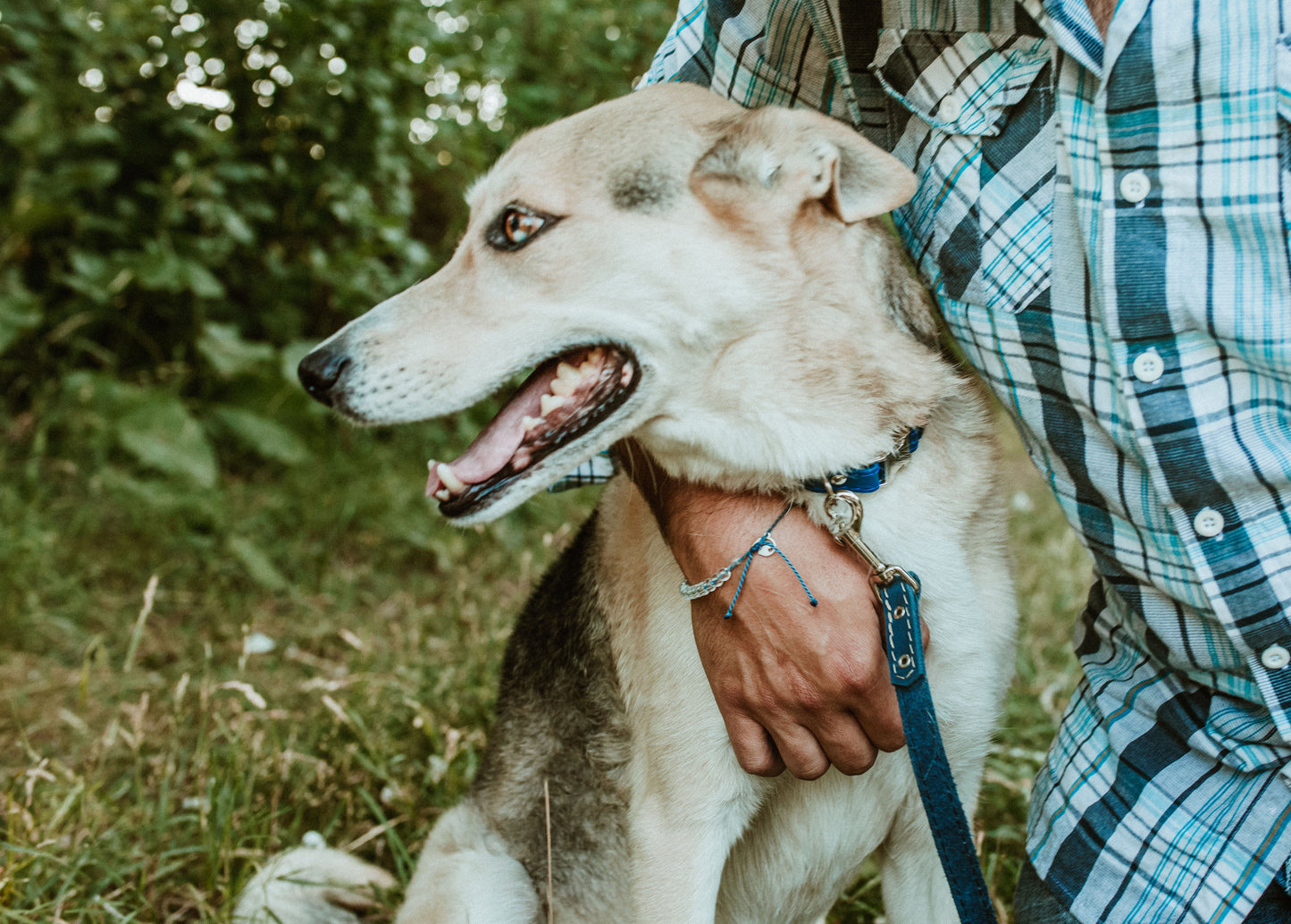 Rolled Style Blue Leather Quick-Release Dog Collar