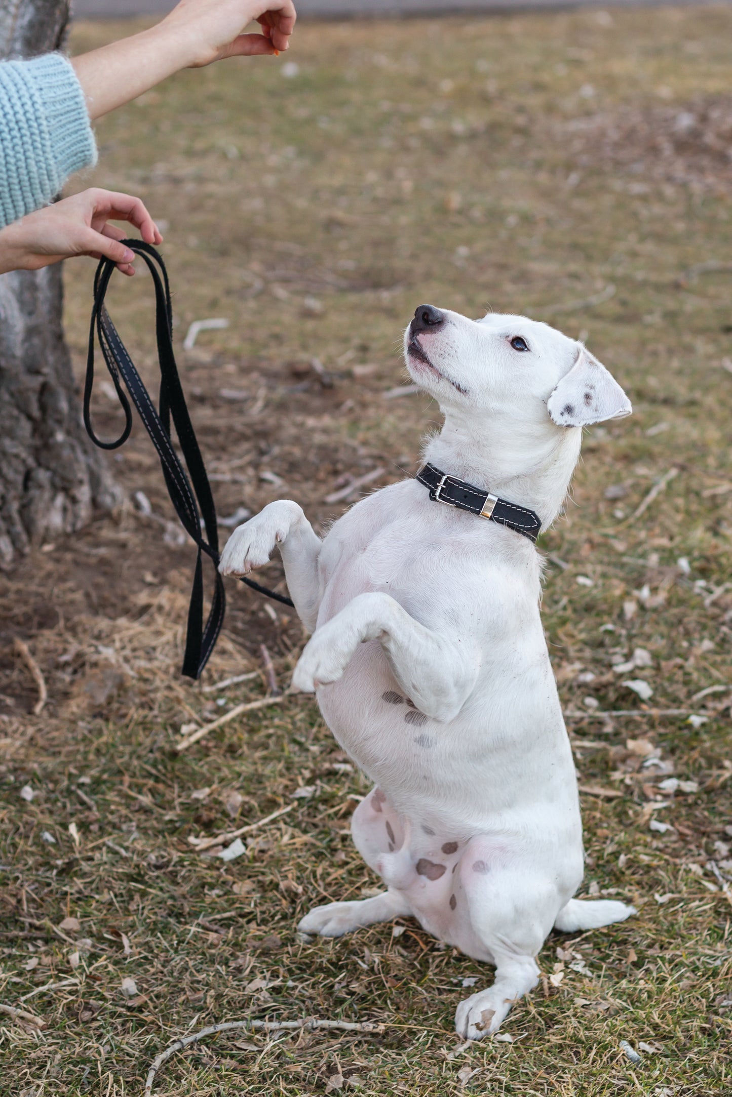 Traditional Black Leather Dog Collar