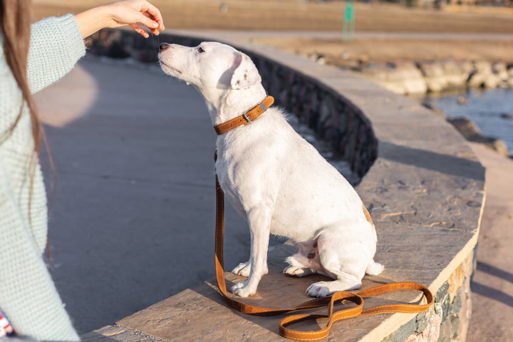 Pro Line Leather Hunting Dog Leash
