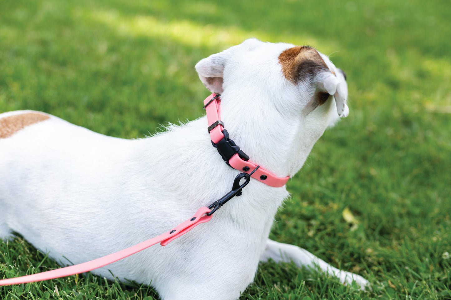 Waterproof Coral Reef Super Soft PVC Dog Collar