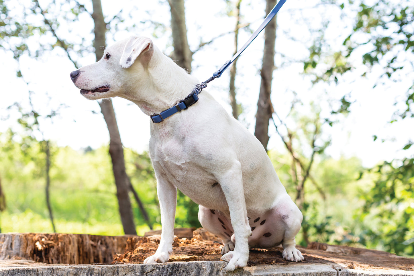 Waterproof Blue Jeans Super Soft PVC Dog Collar