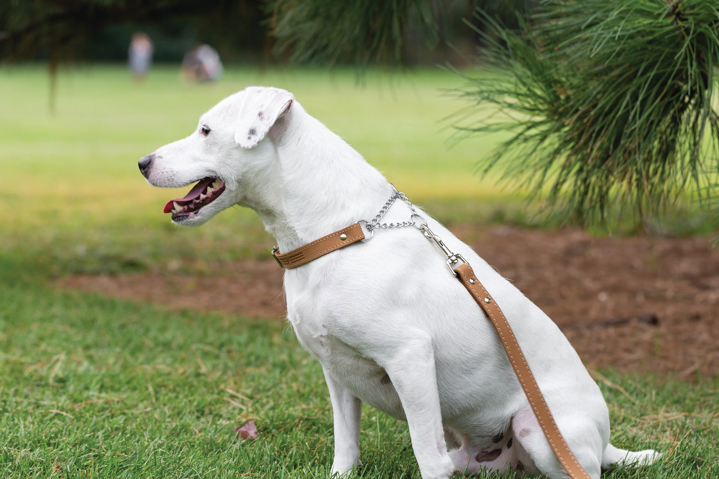 Martingale Khaki Leather Dog Collar