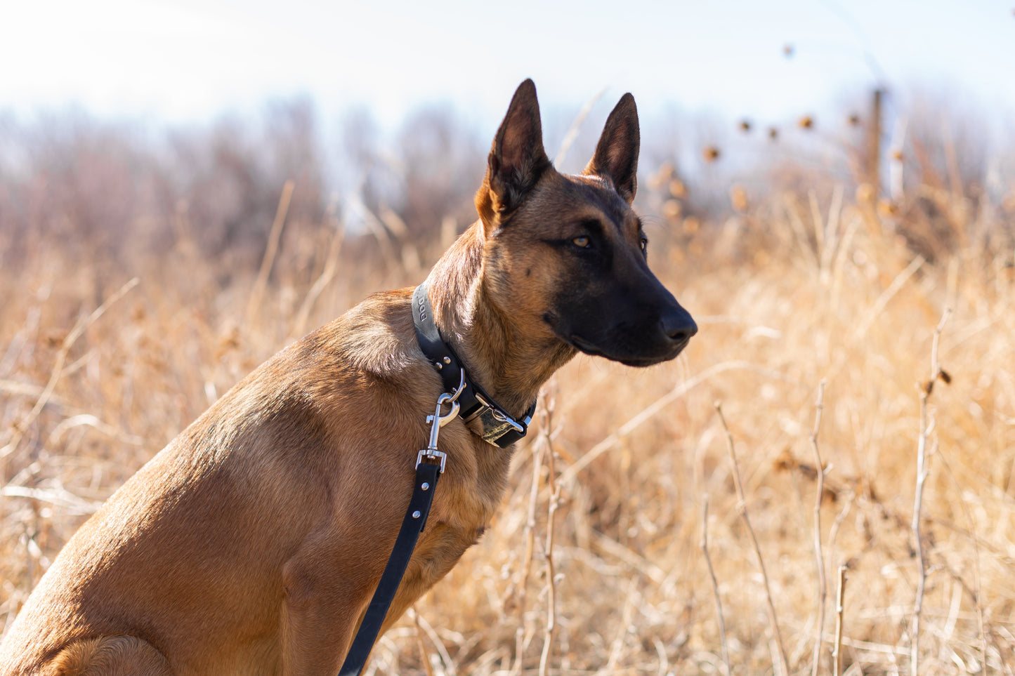 Modern Leather Leash