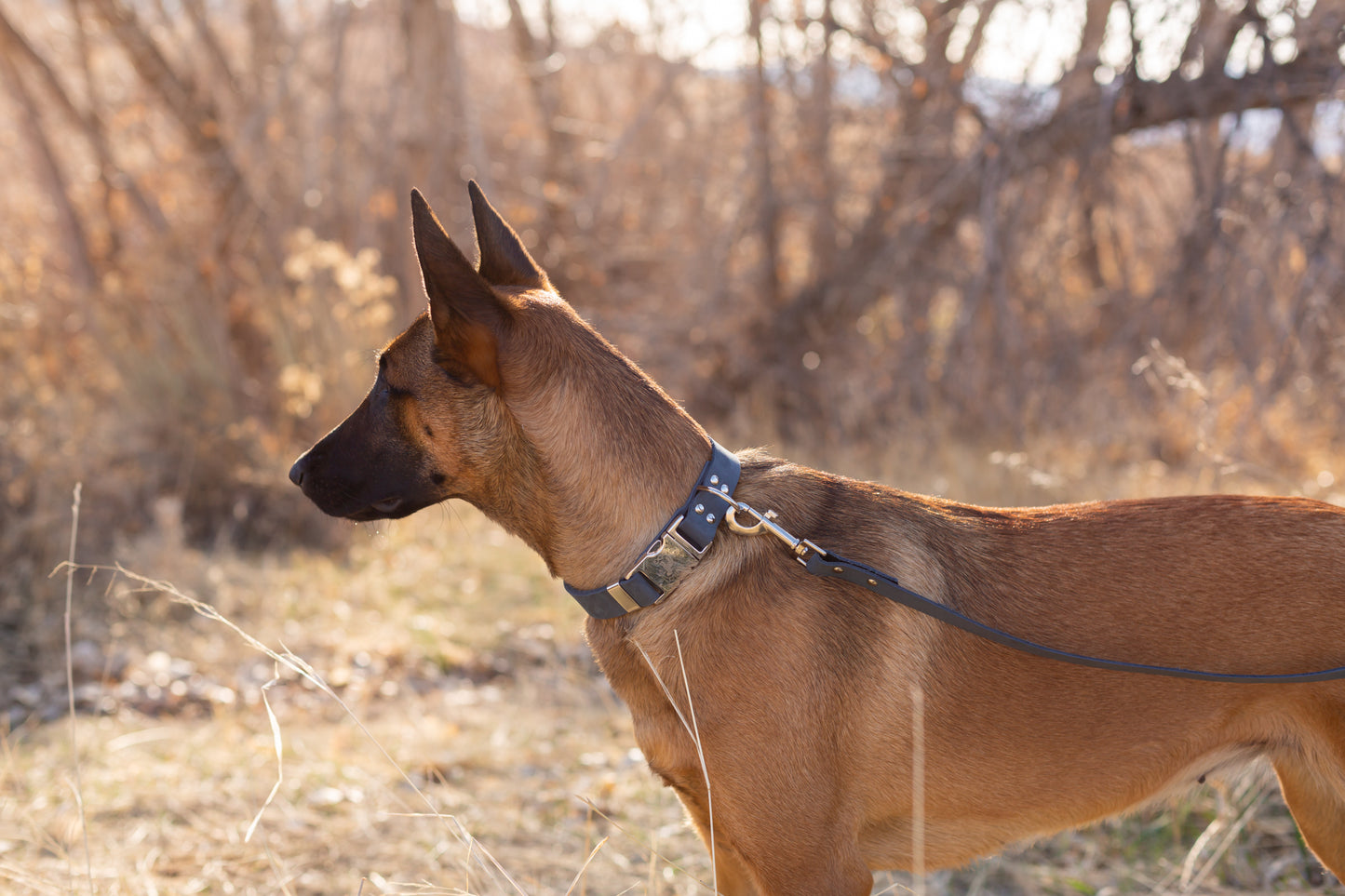 Modern Leather Leash