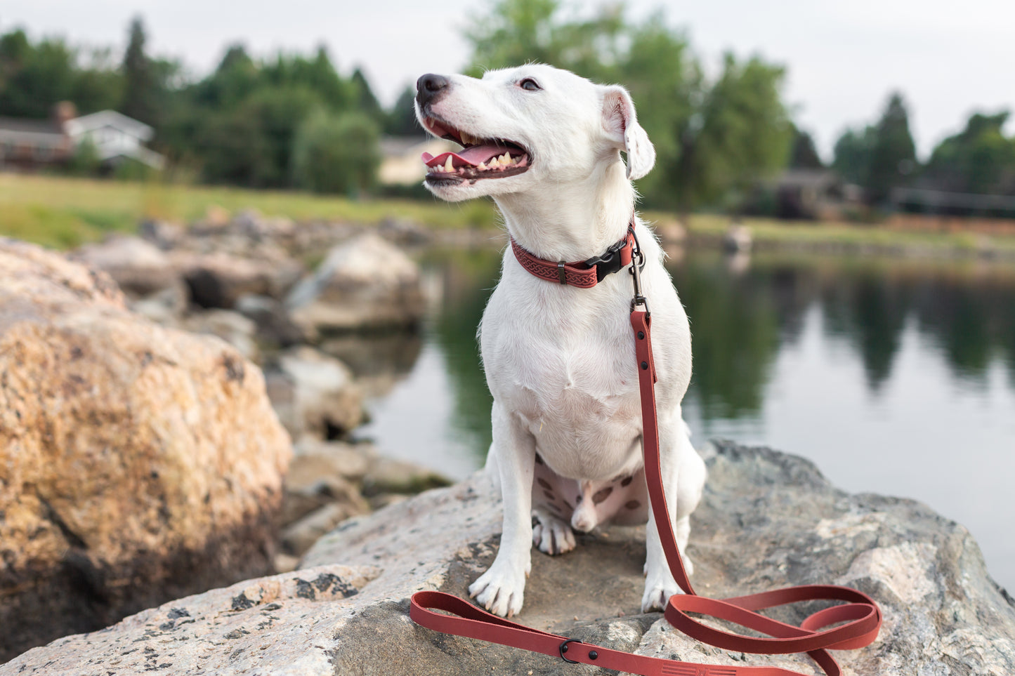 Celtic Sport Coral Reef Leather Dog Collar