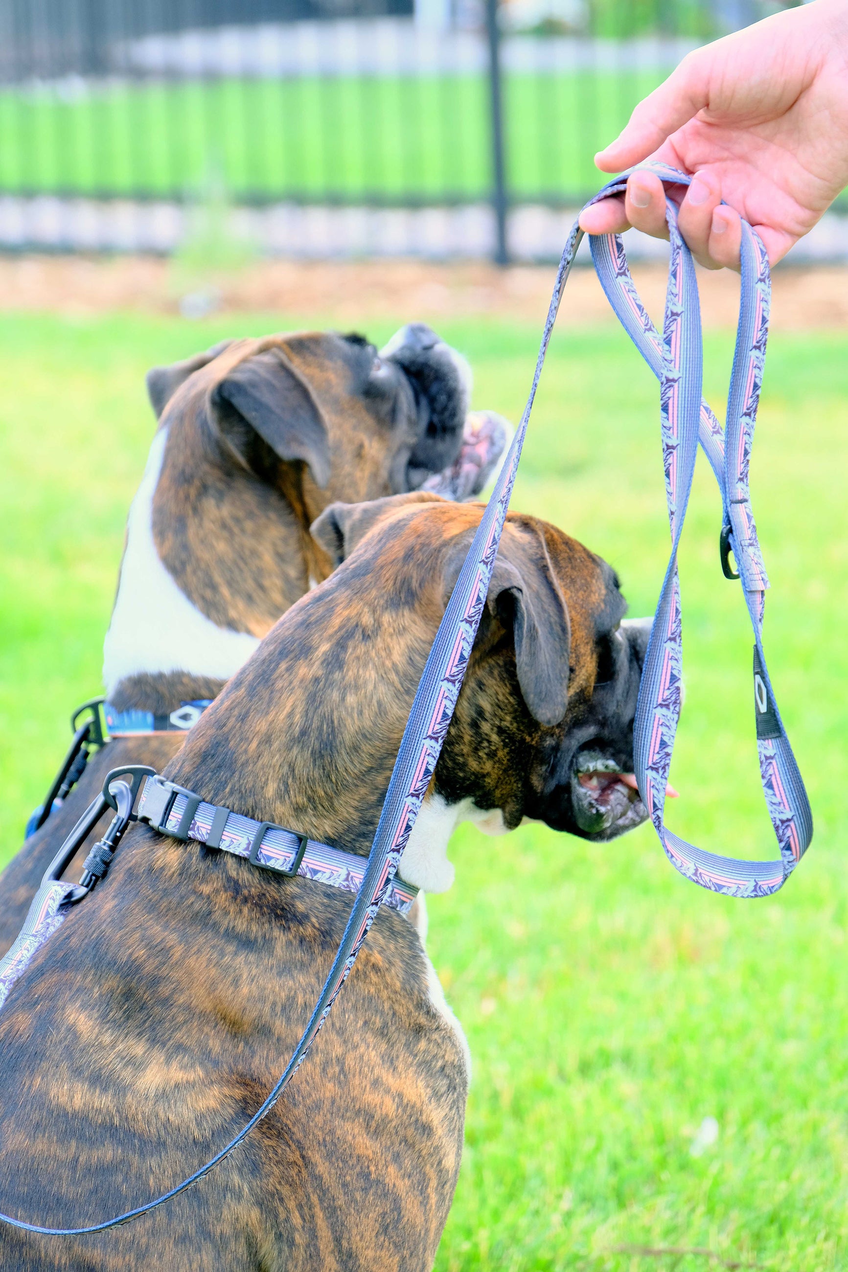 Euro Dog Collars and Leads Affordable Luxury Quality Made in the USA Euro Dog Collars and Leads