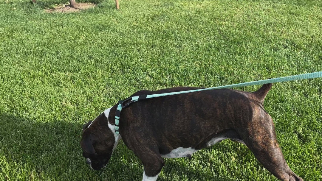 Mountain Flat Weave Climbing Rope Dog Leash