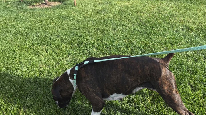 Mountain Flat Weave Climbing Rope Dog Leash