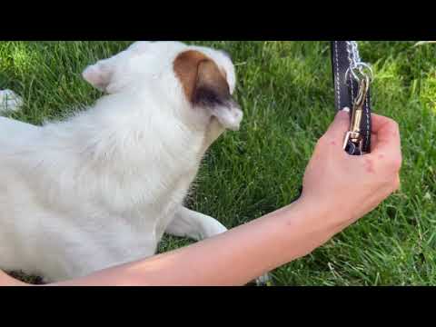 Martingale Leather Dog Collar