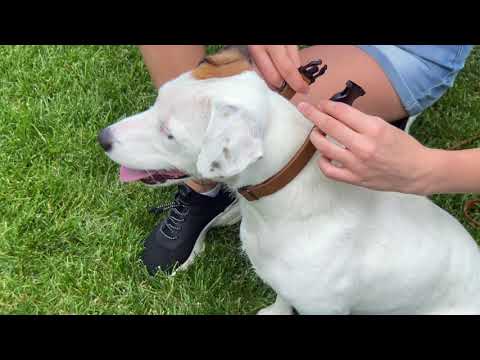 Sport Style Leather Dog Collar