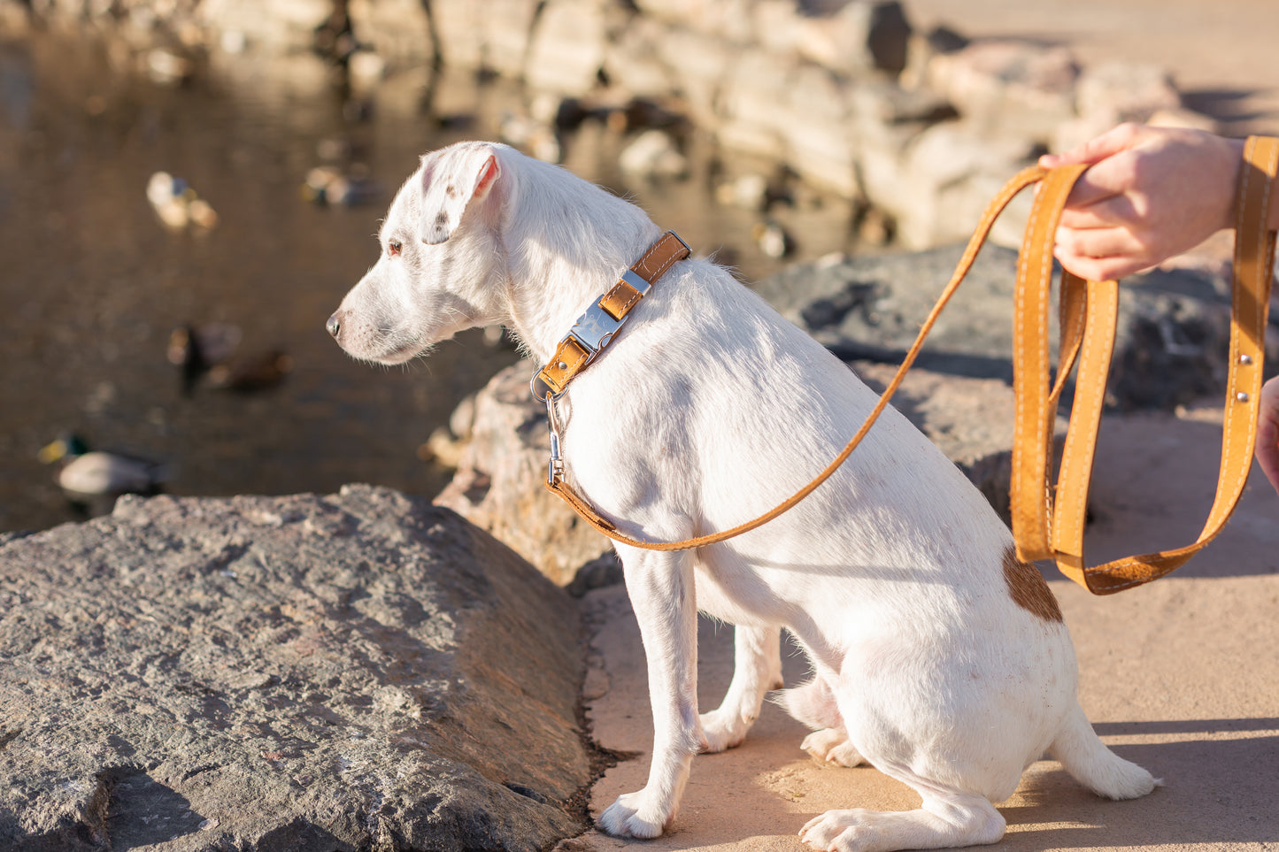 Traditional Khaki Leather Leash