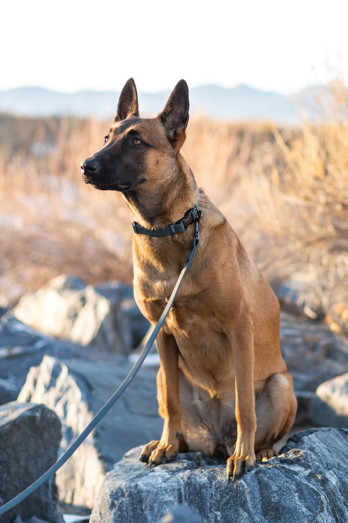 Waterproof Charcoal Super Soft PVC Dog Collar