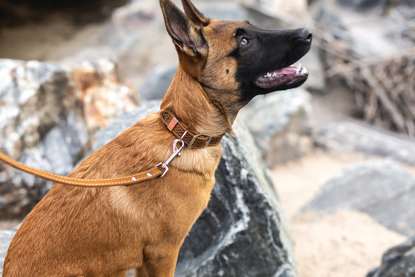 Z Celtic Style Leather Dog Collar