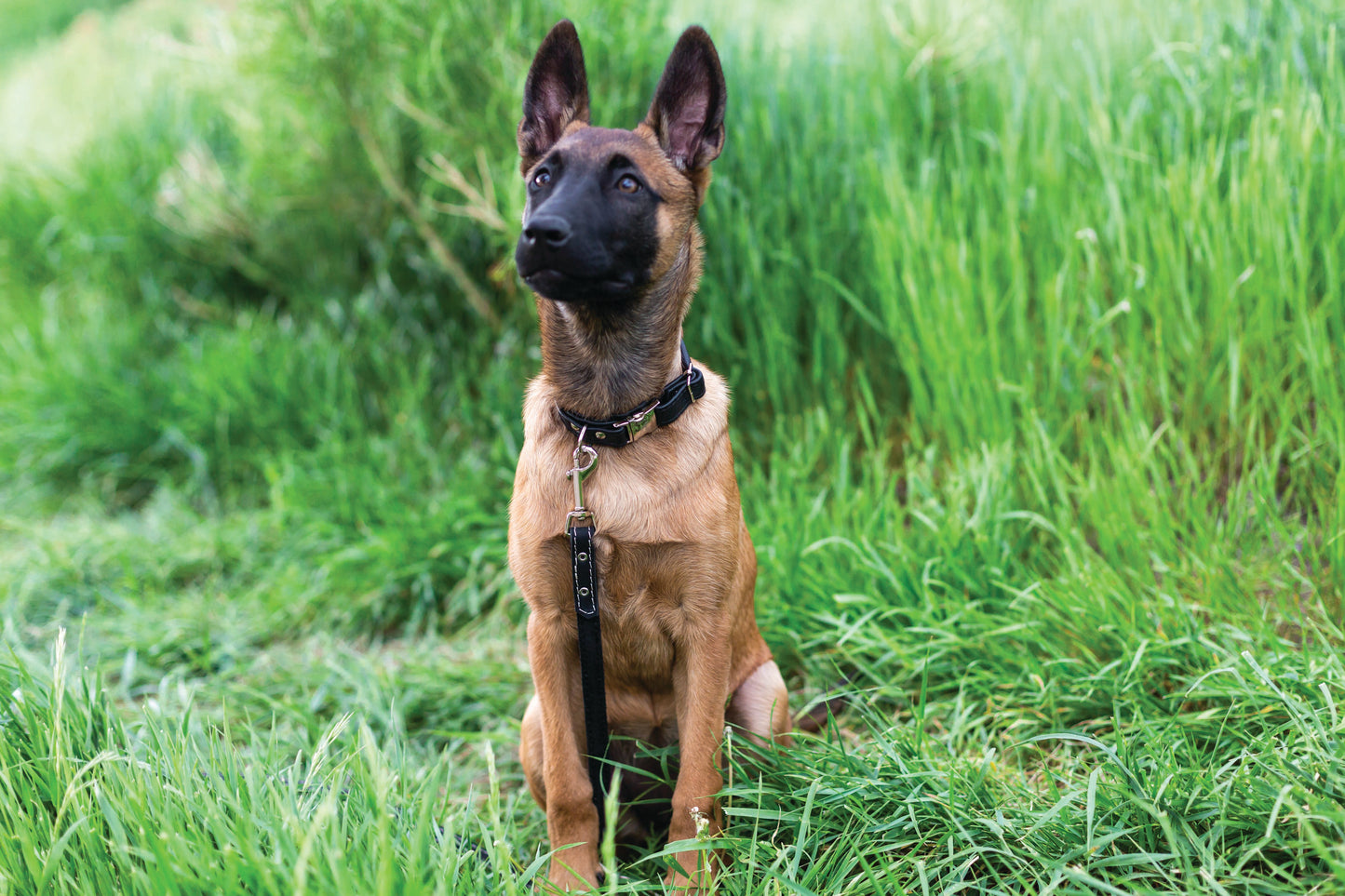 Rolled Leather Quick-Release Dog Collar