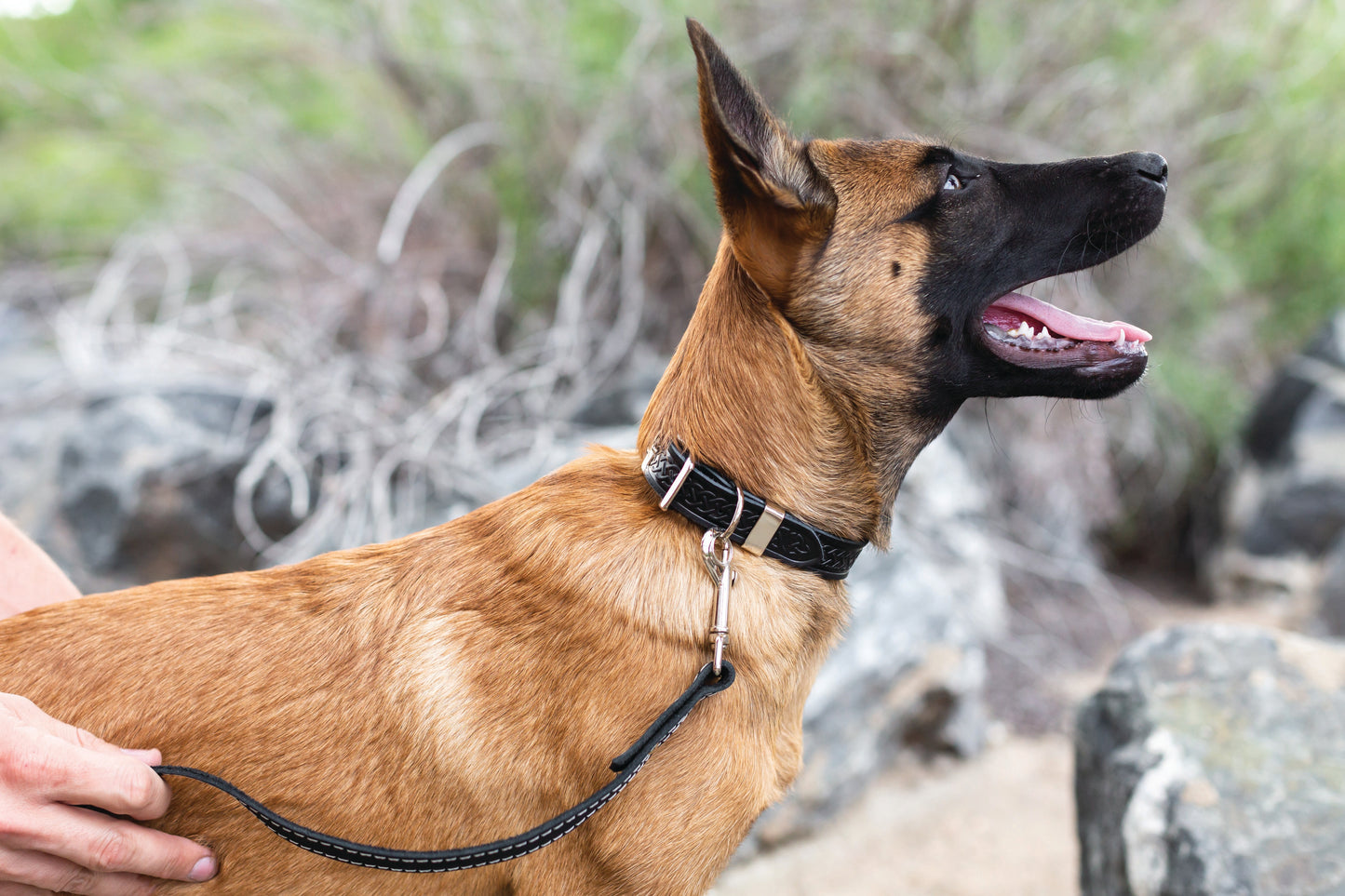 Z Celtic Style Leather Dog Collar