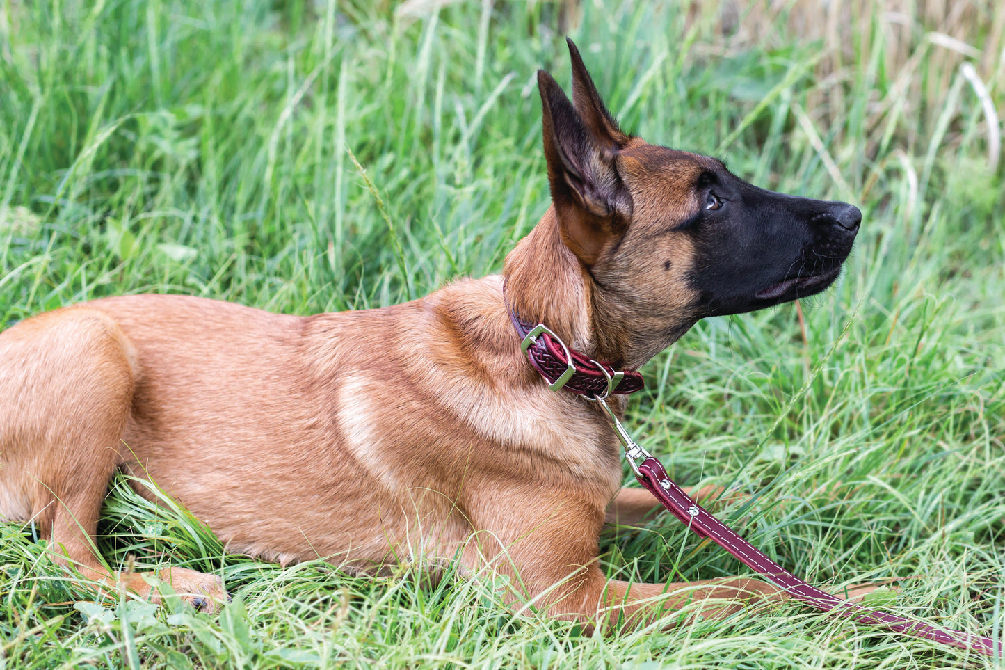 Z Celtic Style Leather Dog Collar