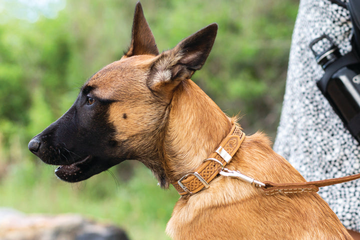 Celtic Double Buckle Style Leather Dog Collar