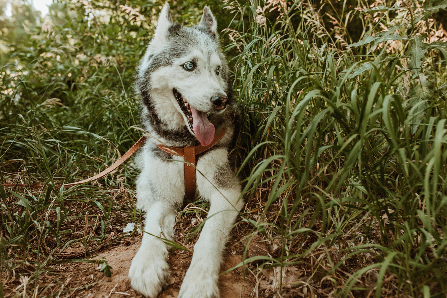 Step In Leather Dog Harness