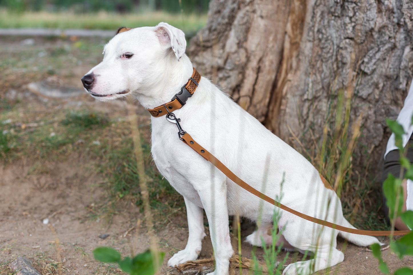 Celtic Sport Khaki Leather Dog Collar